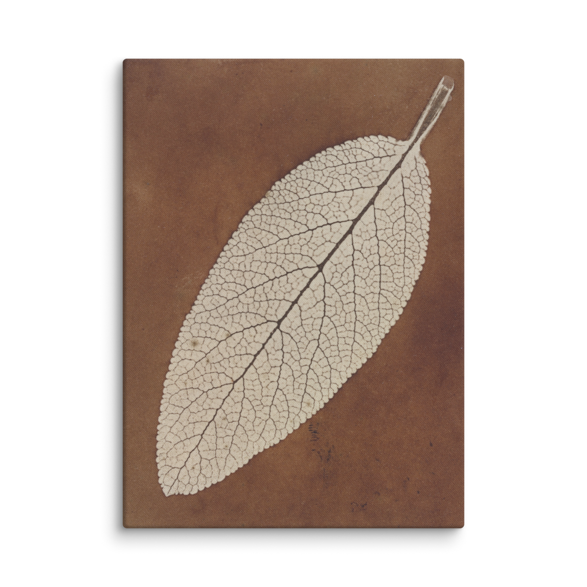 William Henry Fox Talbot, Leaf Study, 1839, Canvas