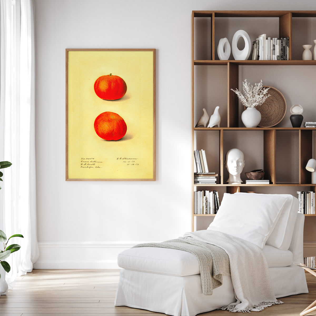 Chalres Steadman, Citrus Sinesis Owari Satsuma, Framed