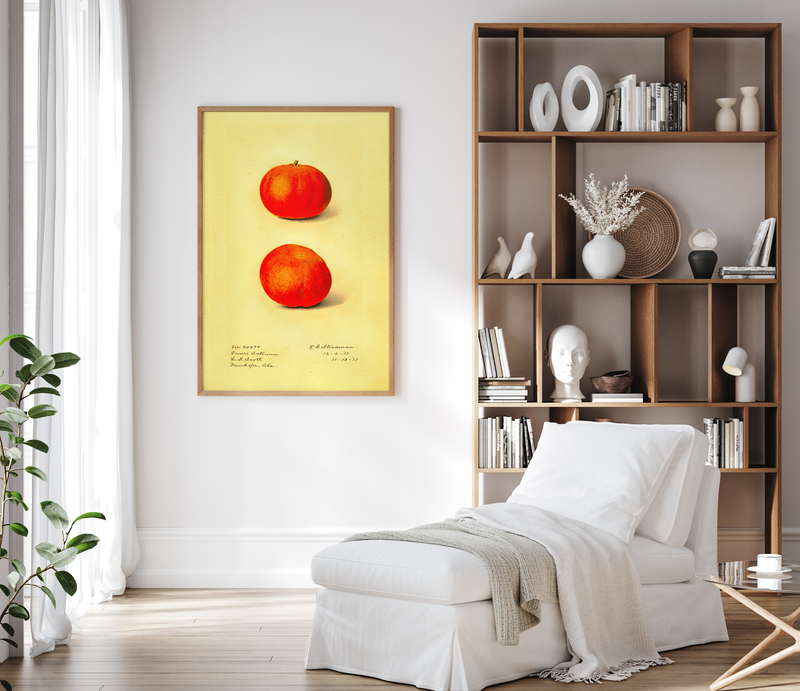 Chalres Steadman, Citrus Sinesis Owari Satsuma, Framed