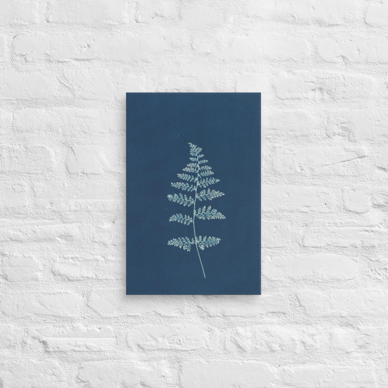 Anna Atkins, Hothocleana, 1850, Canvas