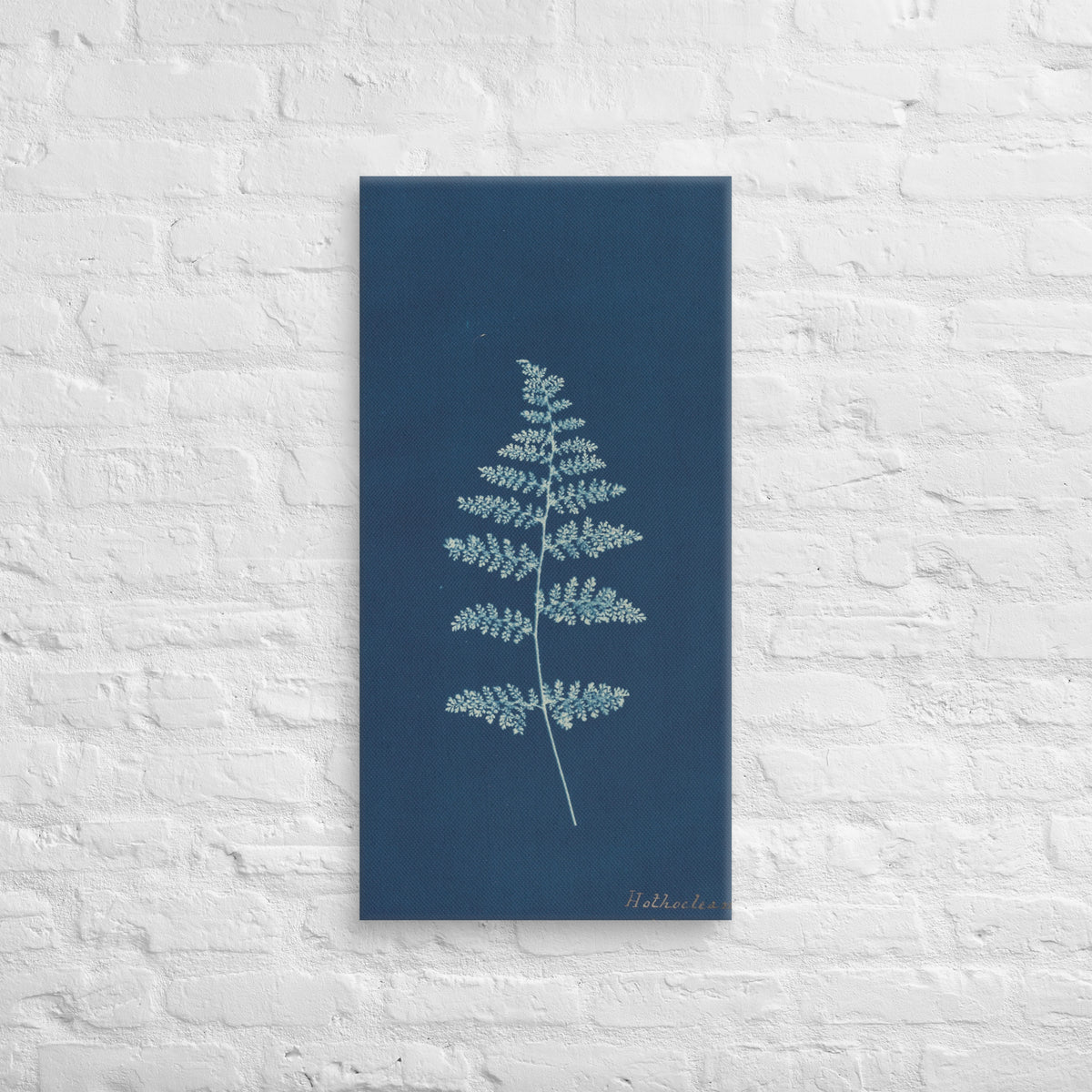 Anna Atkins, Hothocleana, 1850, Canvas