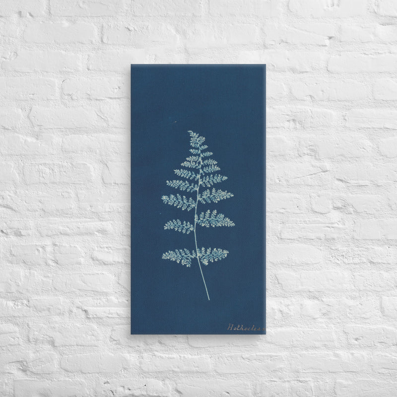 Anna Atkins, Hothocleana, 1850, Canvas