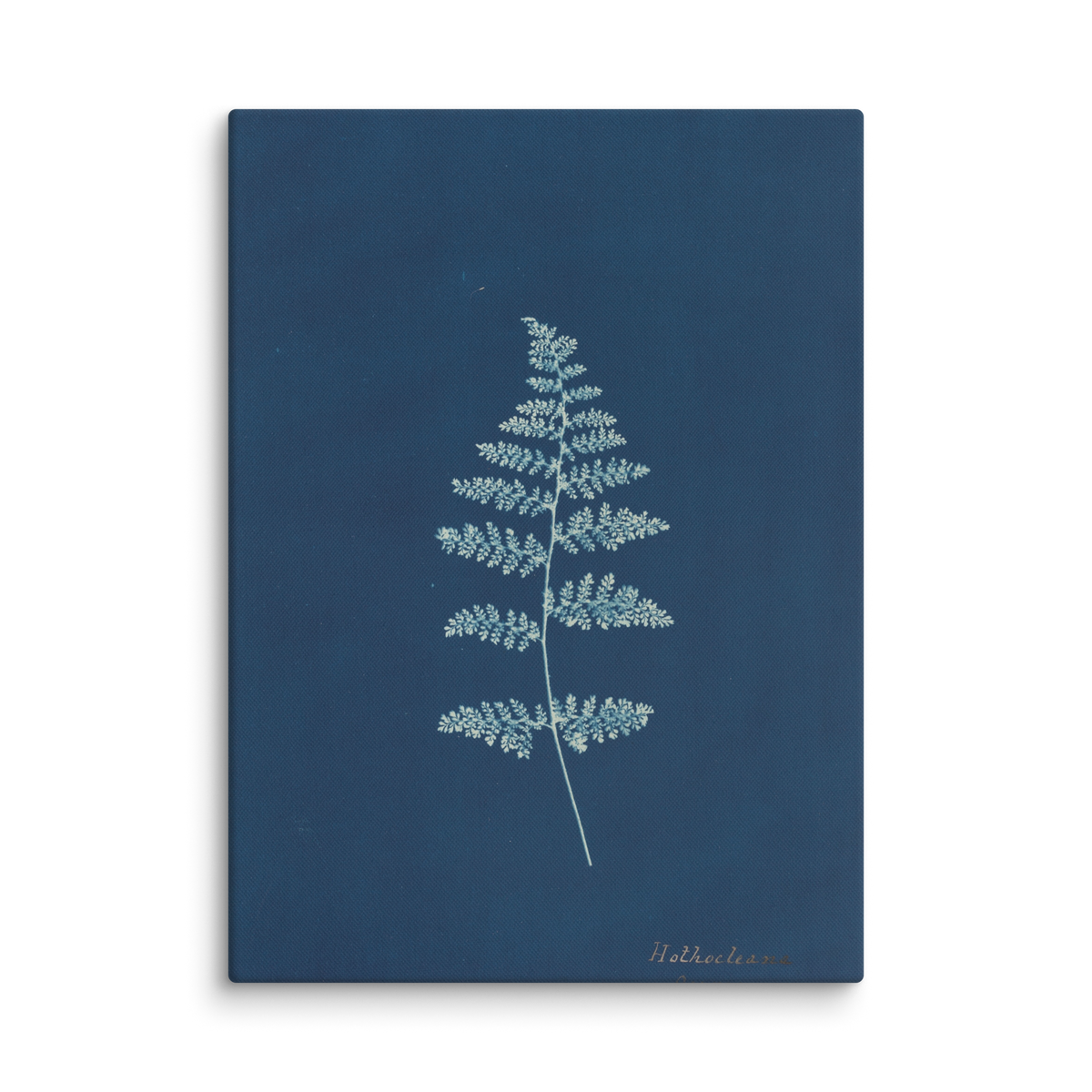 Anna Atkins, Hothocleana, 1850, Canvas