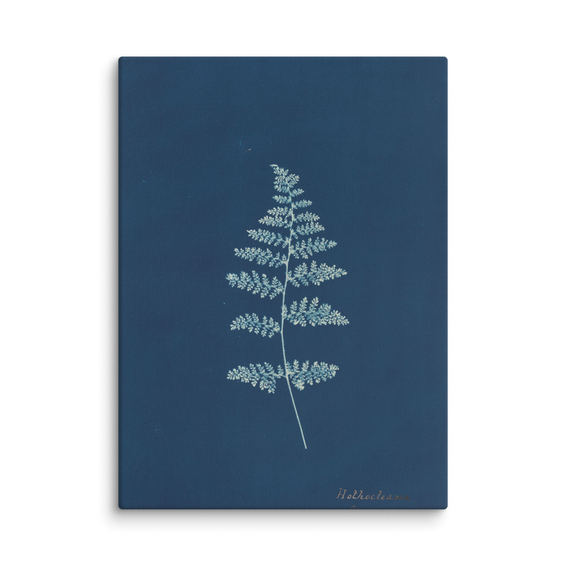 Anna Atkins, Hothocleana, 1850, Canvas