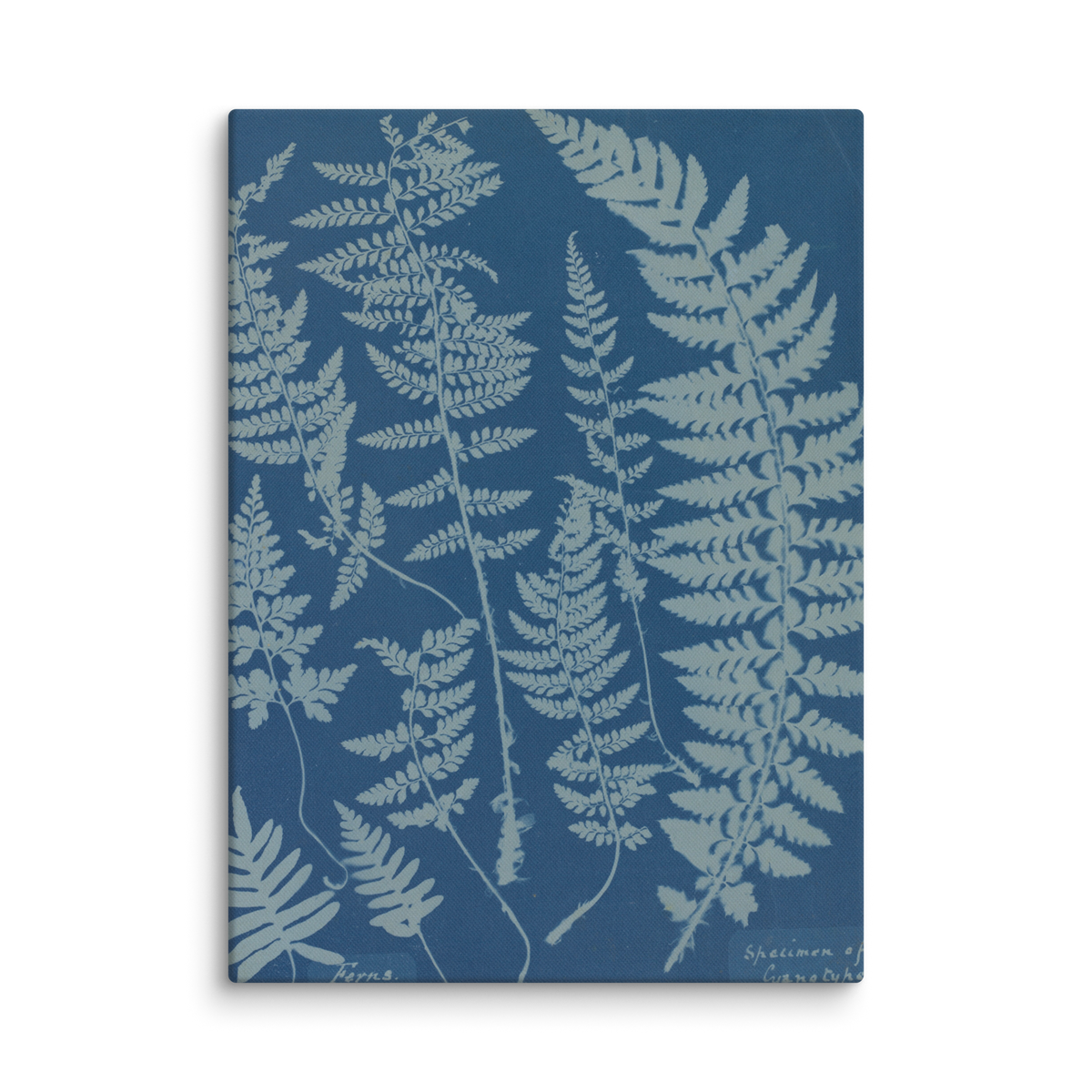 Anna Atkins, Ferns, Specimen of Cyanotype, 1840, Canvas