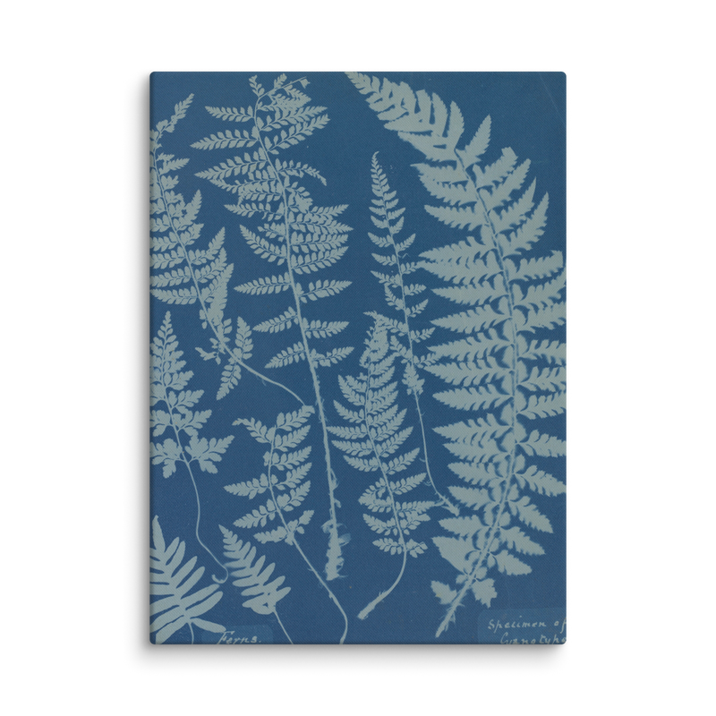 Anna Atkins, Ferns, Specimen of Cyanotype, 1840, Canvas