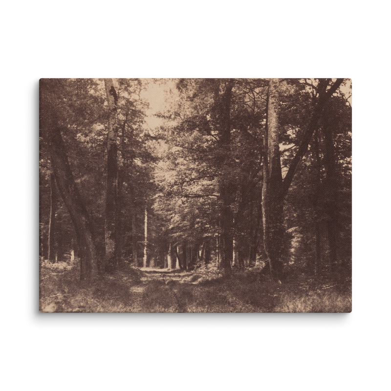 Gustave Le Gray, Bas Breau, Forest of Fontainebleau, 1852, Canvas