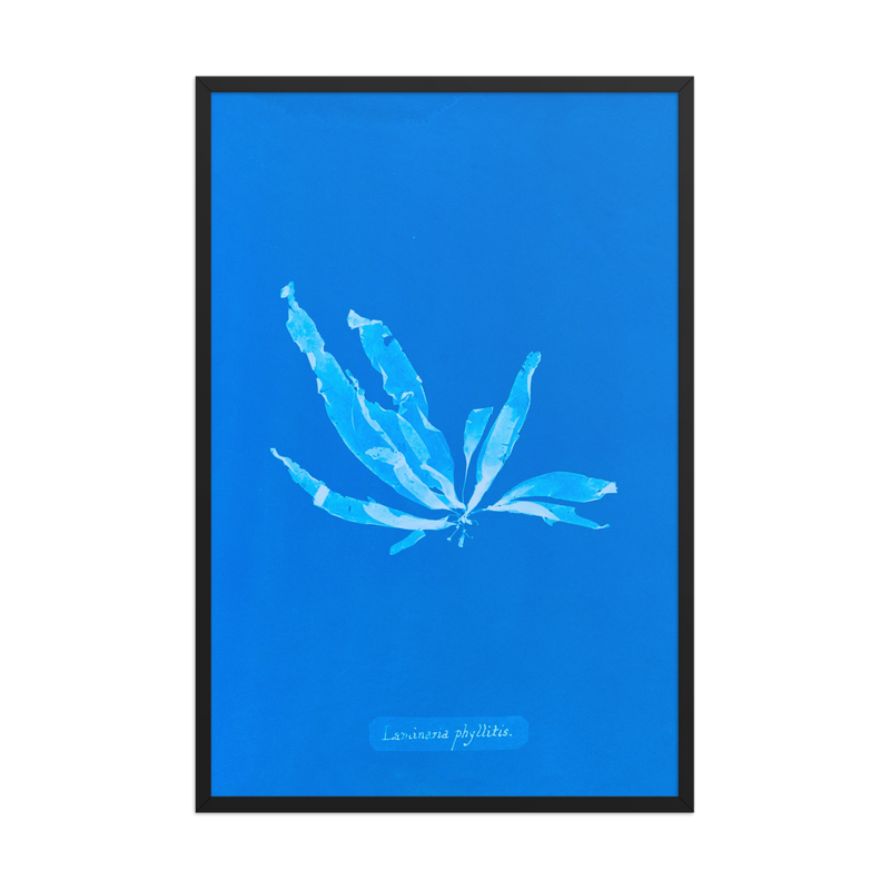 Anna Atkins, Laminaria Phyllitis, Framed
