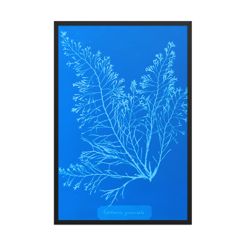 Anna Atkins, Cystoseira Granulata, Framed
