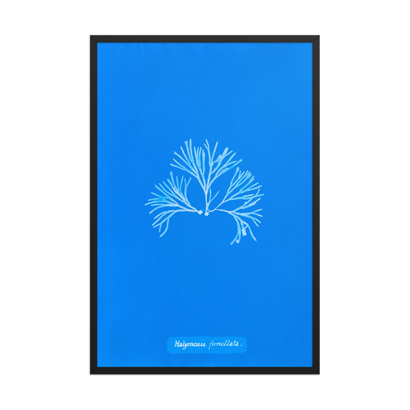 Anna Atkins, Halymenia Furcellata 2, Framed